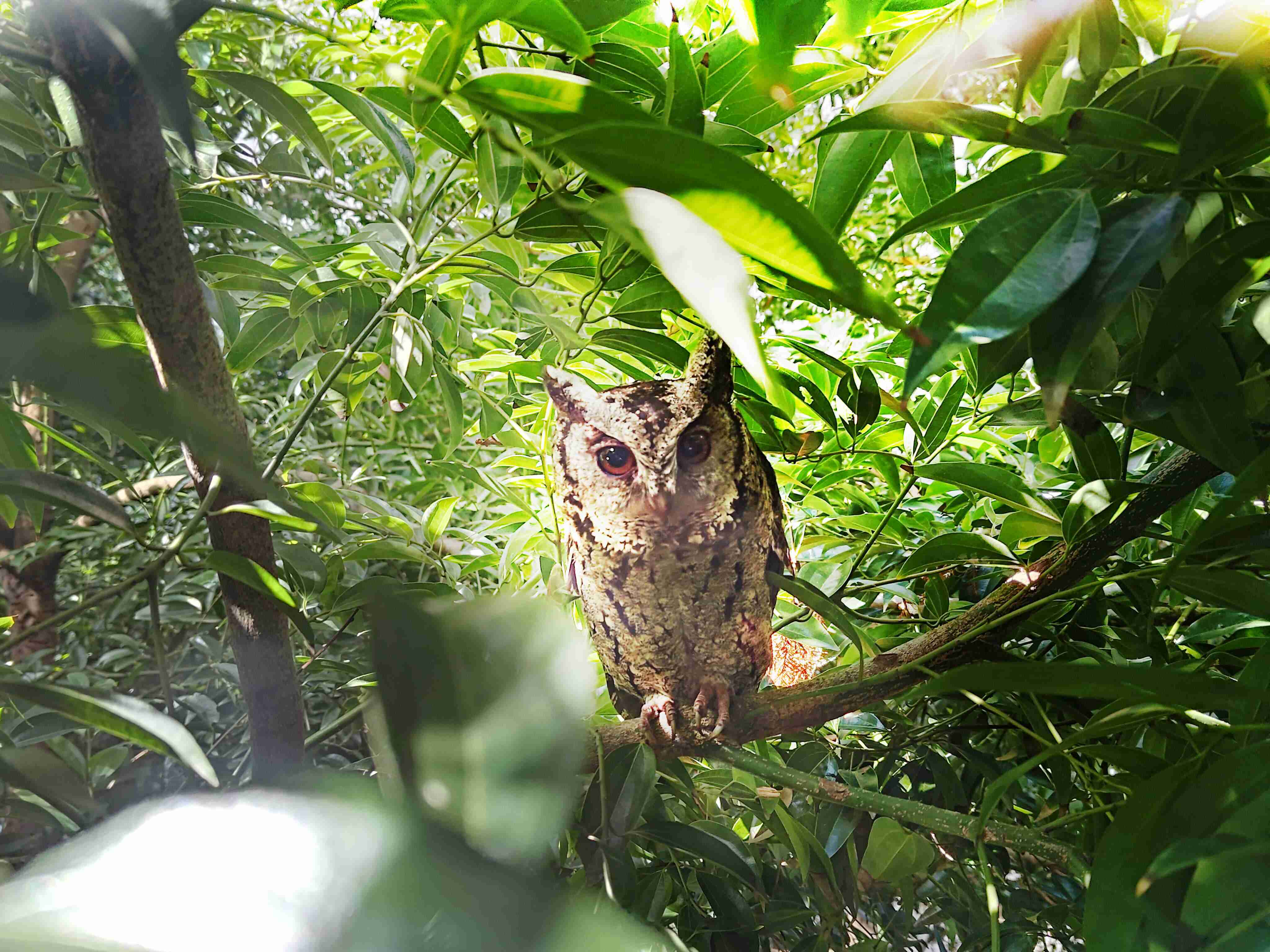 赏金国际致力提倡净零绿生活，，16年以来在全球各厂区植树逾百万棵，，，造就各厂区树木蔚然成林，，，，犹如森林工厂，，，，成为许多生物的栖息地